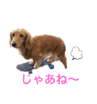 かえで＆もみじ*ミニチュアダックスフント（個別スタンプ：2）