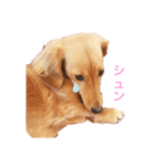 かえで＆もみじ*ミニチュアダックスフント（個別スタンプ：3）