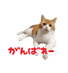 スコティッシュフォールド 寝こまワールド（個別スタンプ：1）