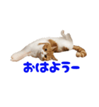 スコティッシュフォールド 寝こまワールド（個別スタンプ：4）