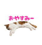 スコティッシュフォールド 寝こまワールド（個別スタンプ：5）