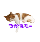 スコティッシュフォールド 寝こまワールド（個別スタンプ：7）