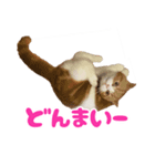 スコティッシュフォールド 寝こまワールド（個別スタンプ：8）