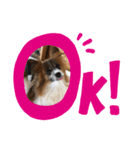 パピヨン✴︎puppy✴︎（個別スタンプ：1）