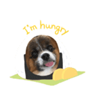 パピヨン✴︎puppy✴︎（個別スタンプ：4）