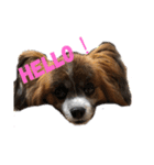 パピヨン✴︎puppy✴︎（個別スタンプ：6）