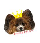 パピヨン✴︎puppy✴︎（個別スタンプ：7）
