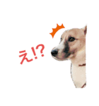ルーイ（個別スタンプ：4）