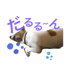 ルーイ（個別スタンプ：5）