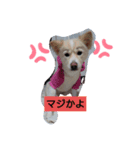 チビももちゃん（個別スタンプ：1）