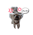 チビももちゃん（個別スタンプ：6）