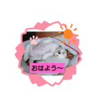 チビももちゃん（個別スタンプ：7）