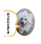 ホワイトプードル アイガーeiger（個別スタンプ：6）