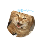 ほのぼーのねこ（個別スタンプ：1）