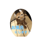 ほのぼーのねこ（個別スタンプ：2）