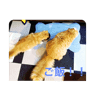 ほのぼーのねこ（個別スタンプ：4）
