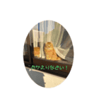 ほのぼーのねこ（個別スタンプ：5）