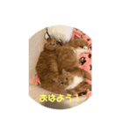 ほのぼーのねこ（個別スタンプ：6）