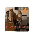 ほのぼーのねこ（個別スタンプ：7）