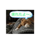 ほのぼーのねこ（個別スタンプ：8）