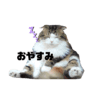ビッケ率いる3匹（個別スタンプ：2）