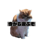 ビッケ率いる3匹（個別スタンプ：3）