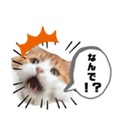 ビッケ率いる3匹（個別スタンプ：4）