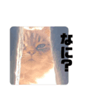 ビッケ率いる3匹（個別スタンプ：6）