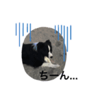 Paz Stamp（個別スタンプ：6）
