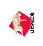 スコティッシュの大福スタンプ☆第2弾（個別スタンプ：5）