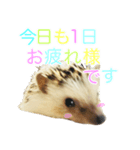 はりねずみ ハリネズミ 挨拶 毎日使える（個別スタンプ：1）