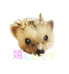 はりねずみ ハリネズミ 挨拶 毎日使える（個別スタンプ：2）