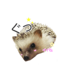 はりねずみ ハリネズミ 挨拶 毎日使える（個別スタンプ：4）