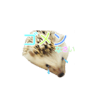 はりねずみ ハリネズミ 挨拶 毎日使える（個別スタンプ：6）