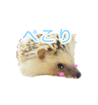 はりねずみ ハリネズミ 挨拶 毎日使える（個別スタンプ：8）