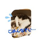 はな＆こむぎ（個別スタンプ：5）