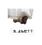 ！マロマロン！2（個別スタンプ：3）