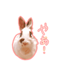 しろいちゃんスタンプ（個別スタンプ：1）