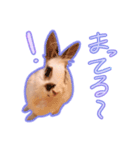 しろいちゃんスタンプ（個別スタンプ：3）