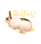 しろいちゃんスタンプ（個別スタンプ：4）