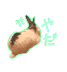 しろいちゃんスタンプ（個別スタンプ：5）