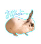 しろいちゃんスタンプ（個別スタンプ：7）