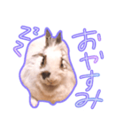 しろいちゃんスタンプ（個別スタンプ：8）