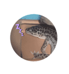 あたしんちのレオパ（個別スタンプ：1）