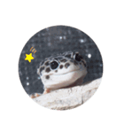 あたしんちのレオパ（個別スタンプ：4）