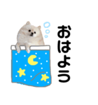ポメラニアンのあめちゃん（個別スタンプ：1）