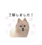 ポメラニアンのあめちゃん（個別スタンプ：3）