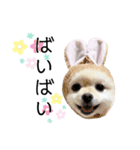 ポメラニアンのあめちゃん（個別スタンプ：5）