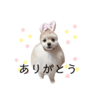 ポメラニアンのあめちゃん（個別スタンプ：6）