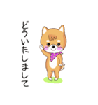 柴犬クラブ（個別スタンプ：11）